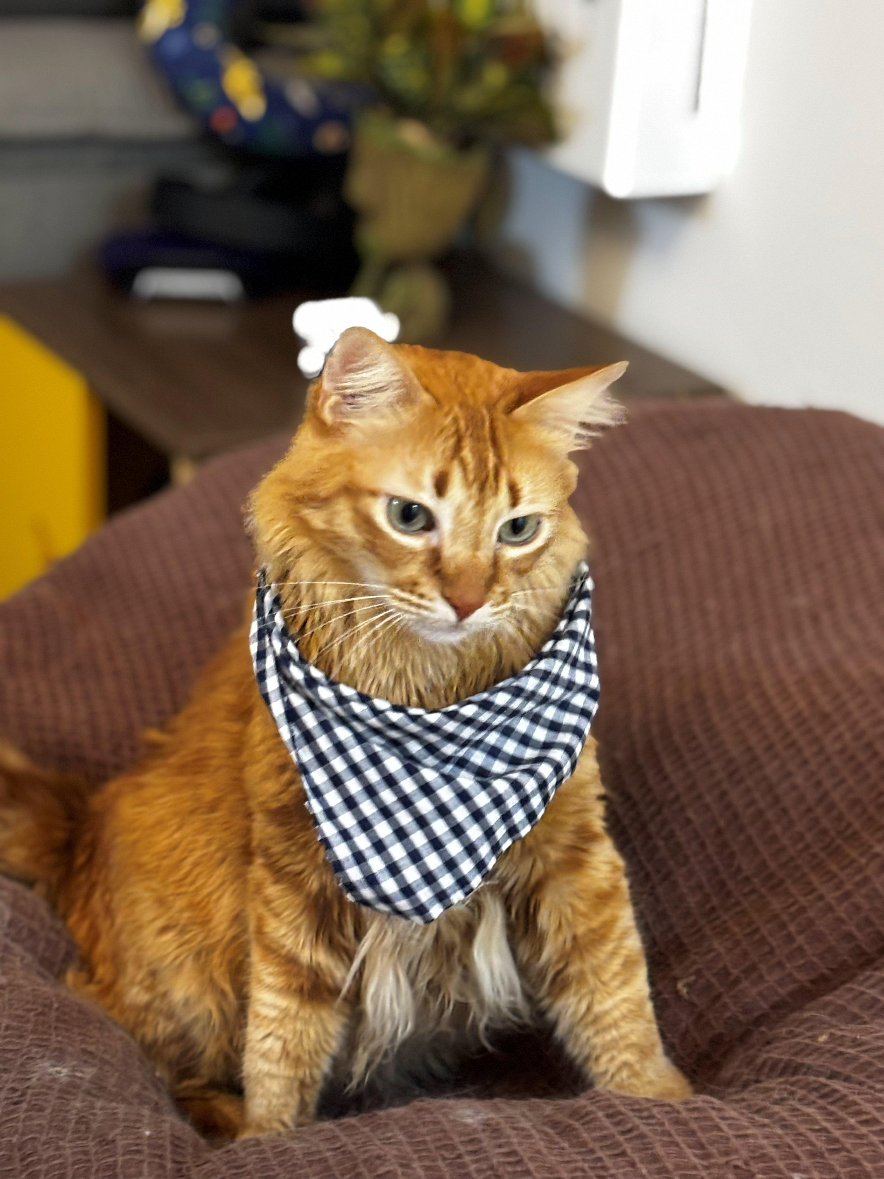 Peter with bandana