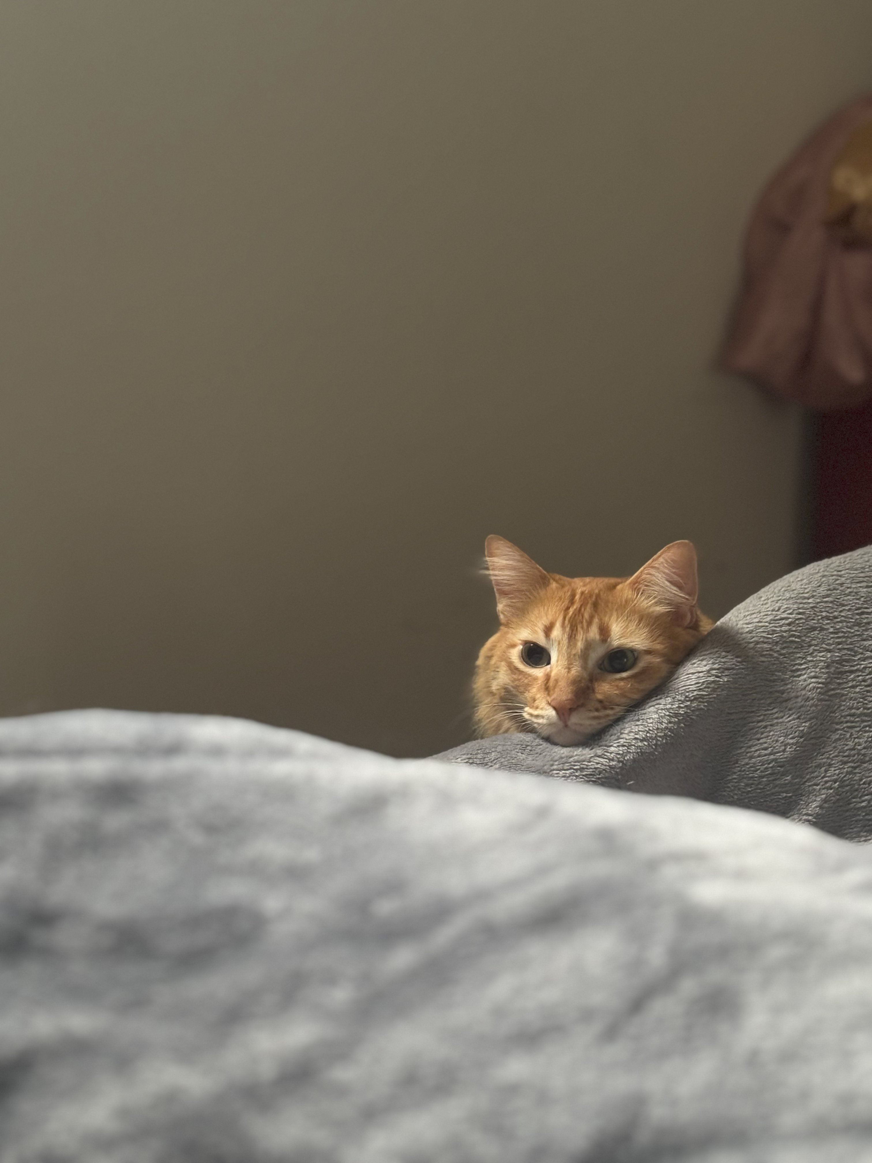Peter peeking